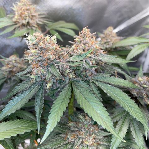 Critical Kush Photo Mainlining 1th Try growlog timeline photo