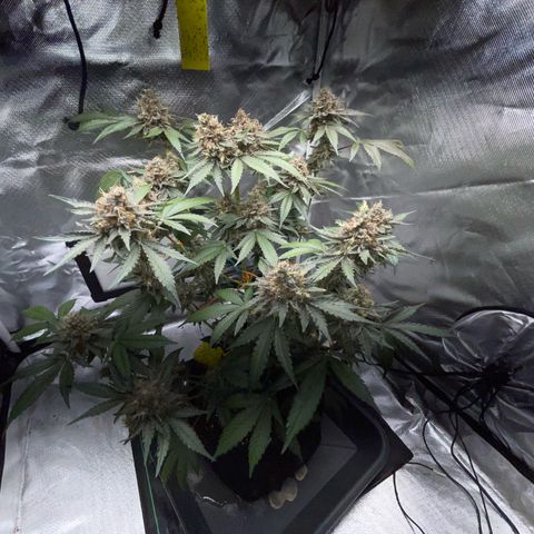 Critical Kush Photo Mainlining 1th Try growlog timeline photo