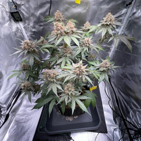 Critical Kush Photo Mainlining 1th Try growlog timeline photo