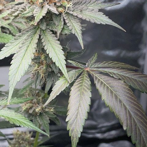 Critical Kush Photo Mainlining 1th Try growlog timeline photo