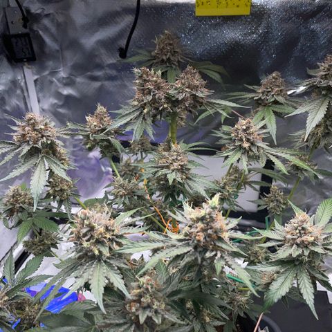 Critical Kush Photo Mainlining 1th Try growlog timeline photo