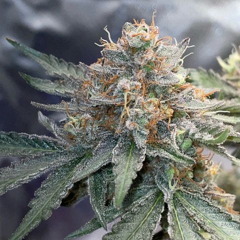 Critical Kush Photo Mainlining 1th Try growlog timeline photo