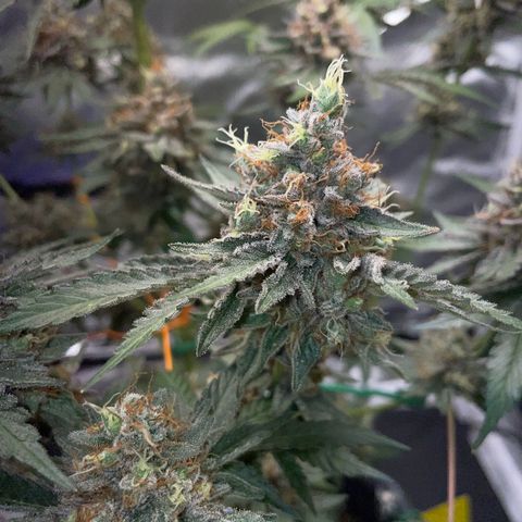 Critical Kush Photo Mainlining 1th Try growlog timeline photo