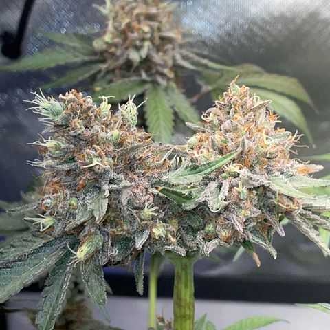 Critical Kush Photo Mainlining 1th Try growlog timeline photo