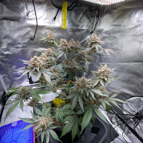 Critical Kush Photo Mainlining 1th Try growlog timeline photo