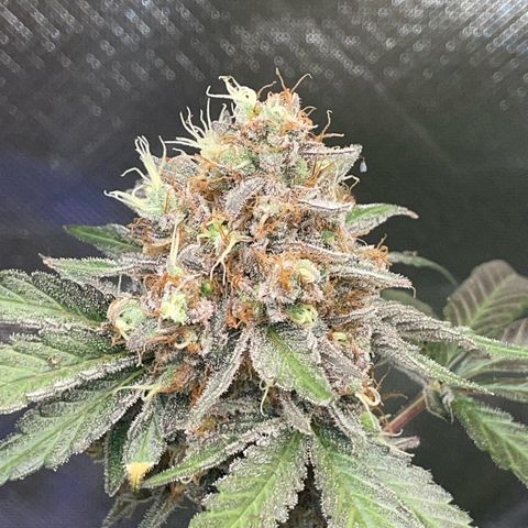 Critical Kush Photo Mainlining 1th Try growlog timeline photo