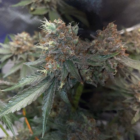 Critical Kush Photo Mainlining 1th Try growlog timeline photo