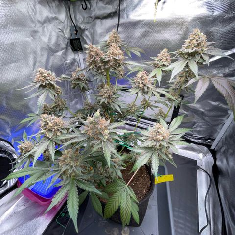 Critical Kush Photo Mainlining 1th Try growlog timeline photo