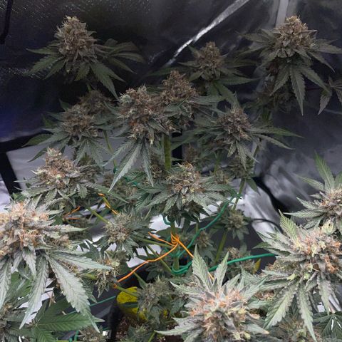 Critical Kush Photo Mainlining 1th Try growlog timeline photo