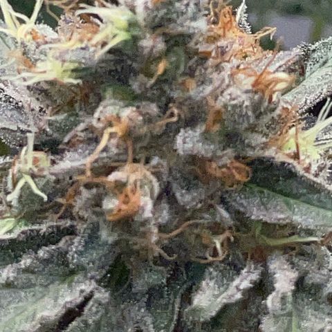 Critical Kush Photo Mainlining 1th Try growlog timeline photo