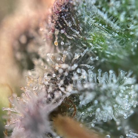 Critical Kush Photo Mainlining 1th Try growlog timeline photo