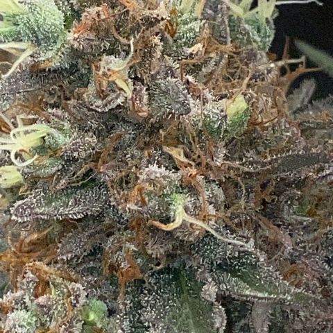Critical Kush Photo Mainlining 1th Try growlog timeline photo