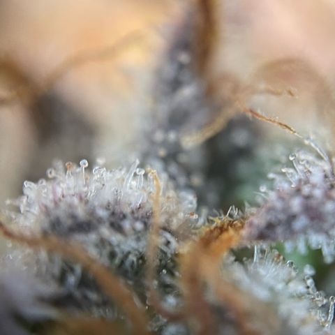 Critical Kush Photo Mainlining 1th Try growlog timeline photo