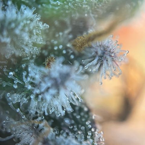 Critical Kush Photo Mainlining 1th Try growlog timeline photo