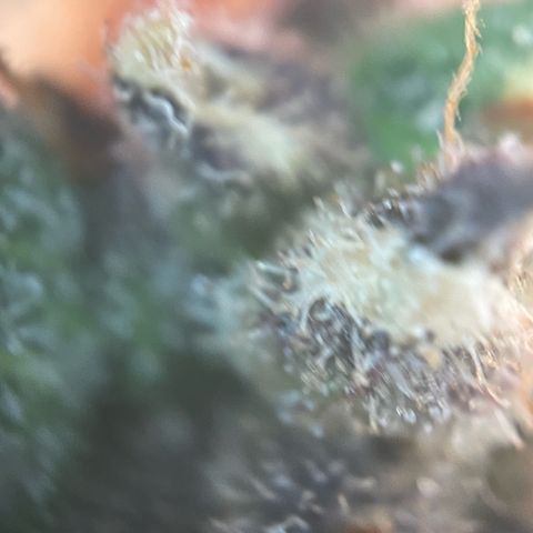 Critical Kush Photo Mainlining 1th Try growlog timeline photo