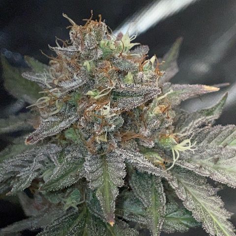 Critical Kush Photo Mainlining 1th Try growlog timeline photo