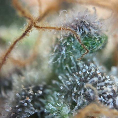 Critical Kush Photo Mainlining 1th Try growlog timeline photo
