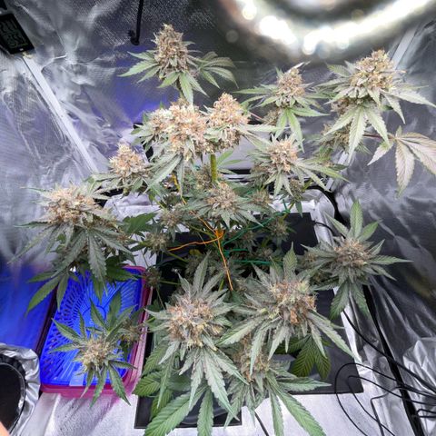 Critical Kush Photo Mainlining 1th Try growlog timeline photo