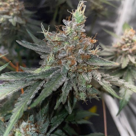 Critical Kush Photo Mainlining 1th Try growlog timeline photo