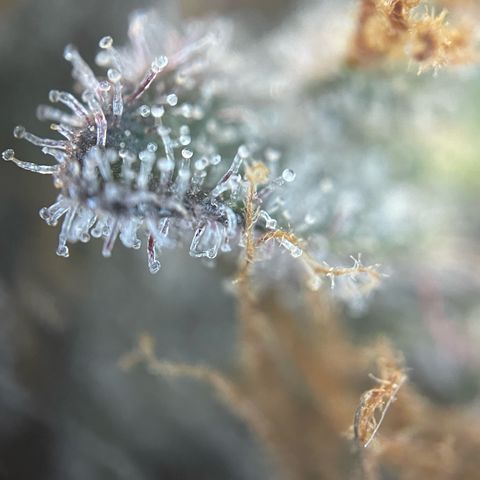 Critical Kush Photo Mainlining 1th Try growlog timeline photo