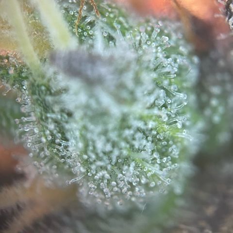 Critical Kush Photo Mainlining 1th Try growlog timeline photo