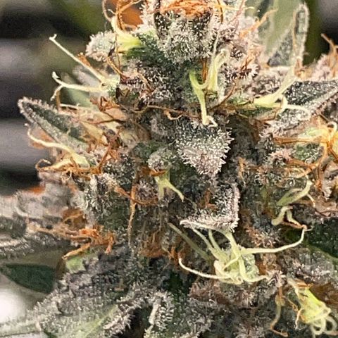 Critical Kush Photo Mainlining 1th Try growlog timeline photo