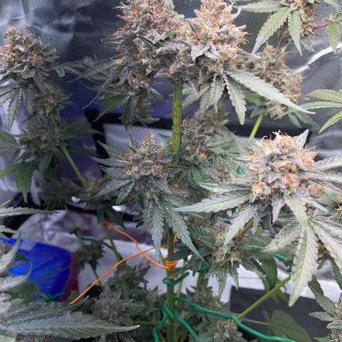 Critical Kush Photo Mainlining 1th Try growlog timeline photo