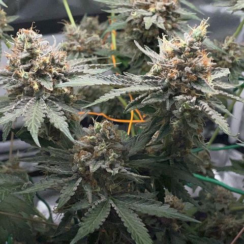 Critical Kush Photo Mainlining 1th Try growlog timeline photo
