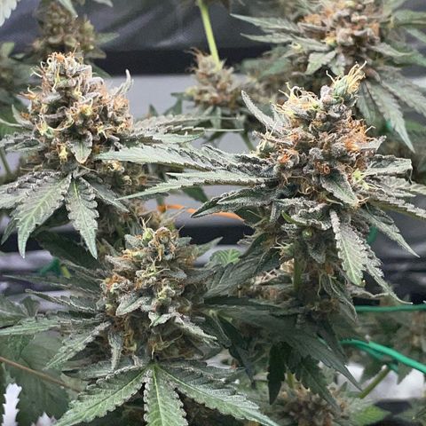 Critical Kush Photo Mainlining 1th Try growlog timeline photo