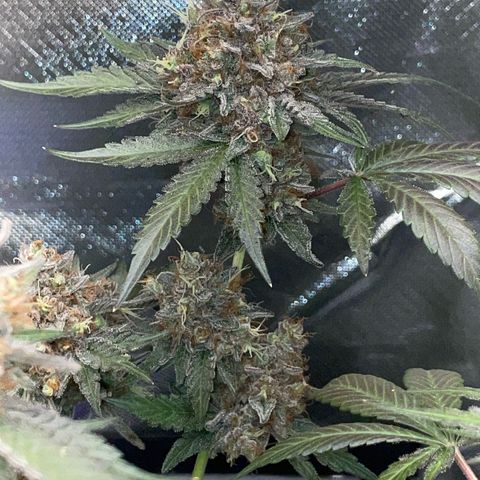 Critical Kush Photo Mainlining 1th Try growlog timeline photo