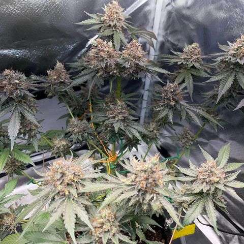 Critical Kush Photo Mainlining 1th Try growlog timeline photo