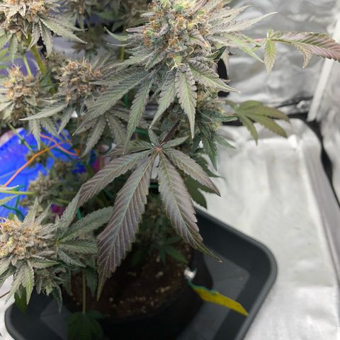 Critical Kush Photo Mainlining 1th Try growlog timeline photo