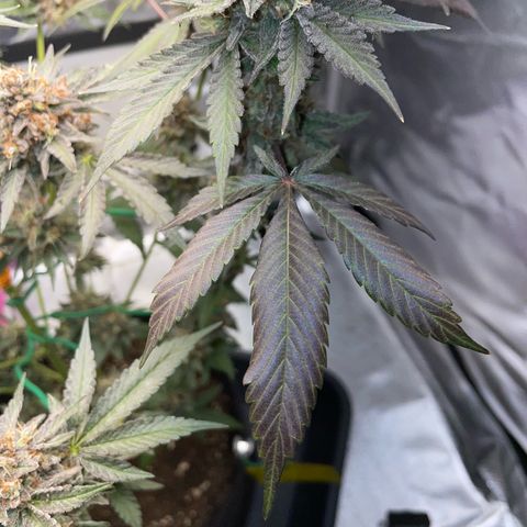 Critical Kush Photo Mainlining 1th Try growlog timeline photo