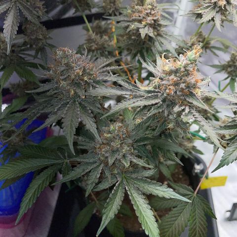 Critical Kush Photo Mainlining 1th Try growlog timeline photo