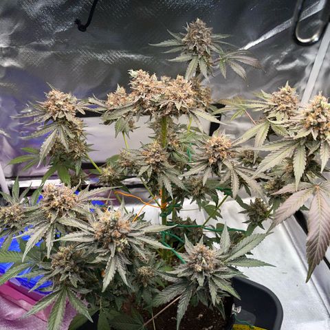 Critical Kush Photo Mainlining 1th Try growlog timeline photo