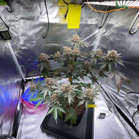 Critical Kush Photo Mainlining 1th Try growlog timeline photo