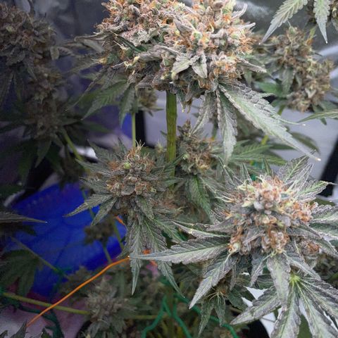Critical Kush Photo Mainlining 1th Try growlog timeline photo