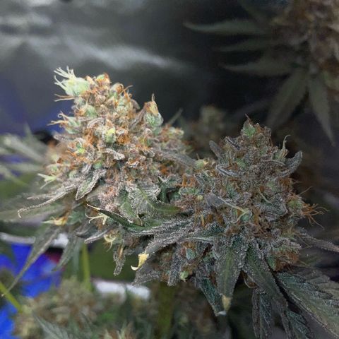 Critical Kush Photo Mainlining 1th Try growlog timeline photo