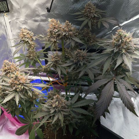 Critical Kush Photo Mainlining 1th Try growlog timeline photo