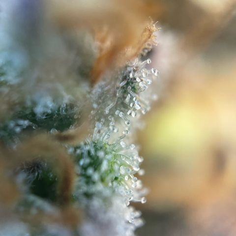 Critical Kush Photo Mainlining 1th Try growlog timeline photo