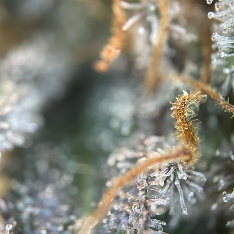 Critical Kush Photo Mainlining 1th Try growlog timeline photo