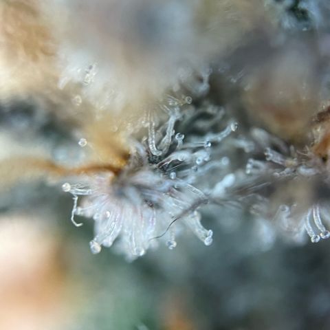 Critical Kush Photo Mainlining 1th Try growlog timeline photo