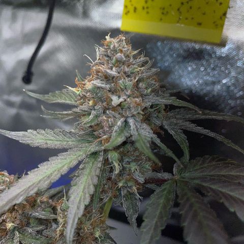 Critical Kush Photo Mainlining 1th Try growlog timeline photo