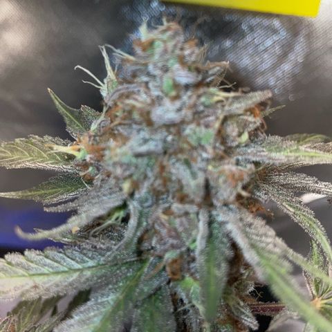 Critical Kush Photo Mainlining 1th Try growlog timeline photo
