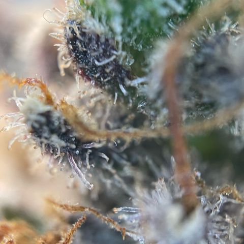 Critical Kush Photo Mainlining 1th Try growlog timeline photo