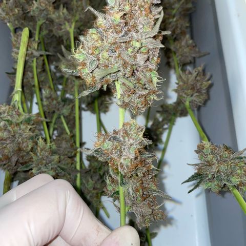 Critical Kush Photo Mainlining 1th Try growlog timeline photo