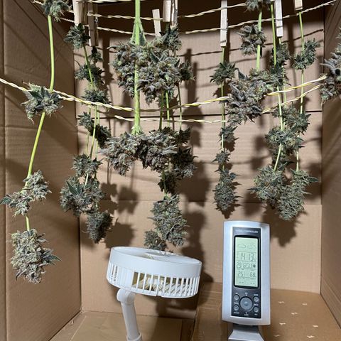 Critical Kush Photo Mainlining 1th Try growlog timeline photo