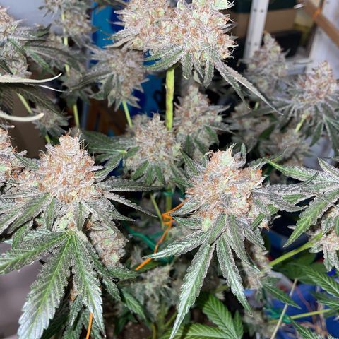Critical Kush Photo Mainlining 1th Try growlog timeline photo