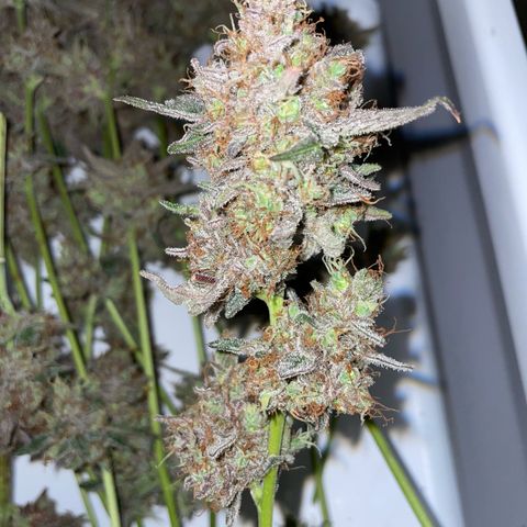 Critical Kush Photo Mainlining 1th Try growlog timeline photo