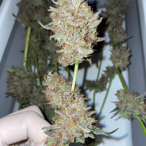 Critical Kush Photo Mainlining 1th Try growlog timeline photo